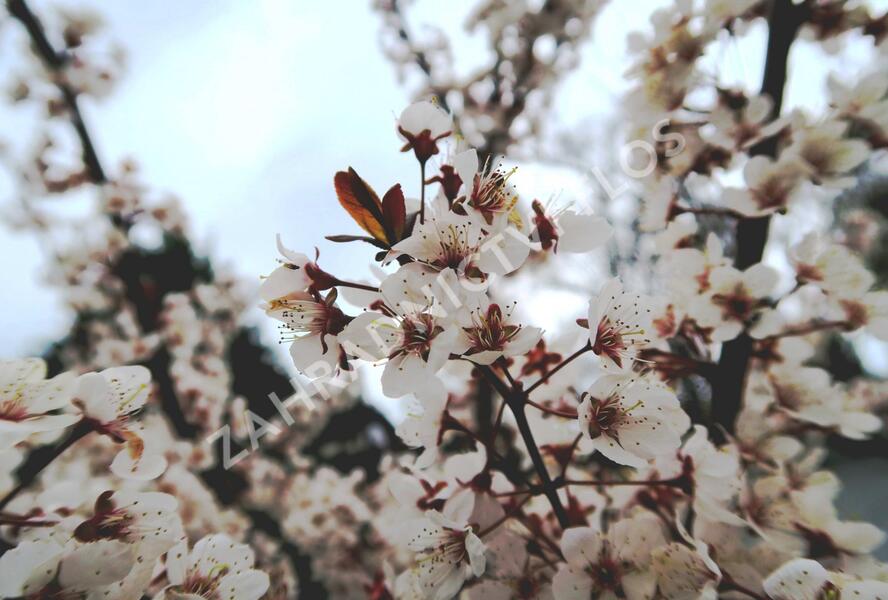 Myrobalán třešňový střední 'Hollywood' - Prunus cerasifera 'Hollywood'