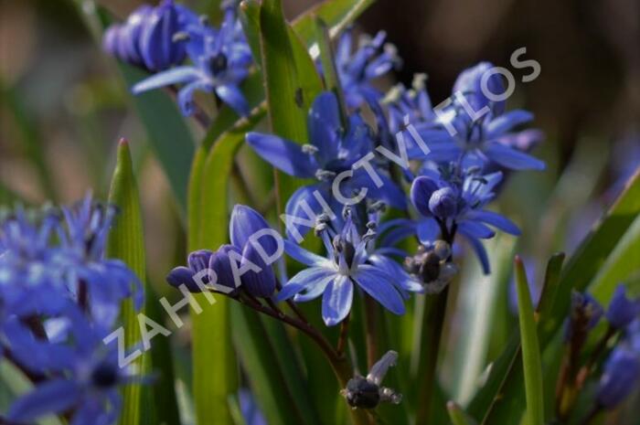 Ladoňka dvoulistá - Scilla bifolia