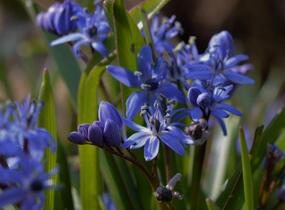Ladoňka dvoulistá - Scilla bifolia