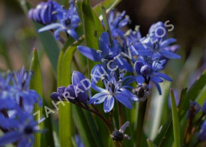 Ladoňka dvoulistá - Scilla bifolia