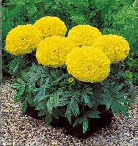 Aksamitník vzpřímený, afrikán 'Antigua Yellow' - Tagetes erecta 'Antigua Yellow'