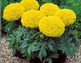 Aksamitník vzpřímený, afrikán 'Antigua Yellow' - Tagetes erecta 'Antigua Yellow'