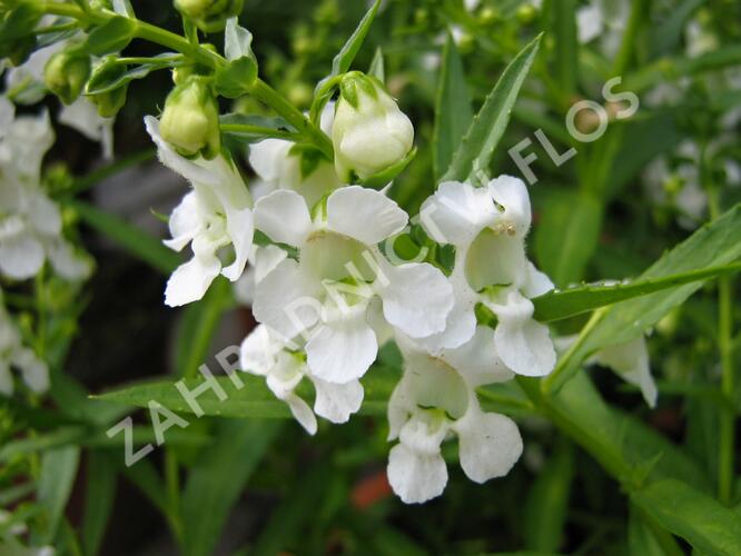 Angelonie 'Adessa Mini White' - Angelonia gardneri 'Adessa Mini White'