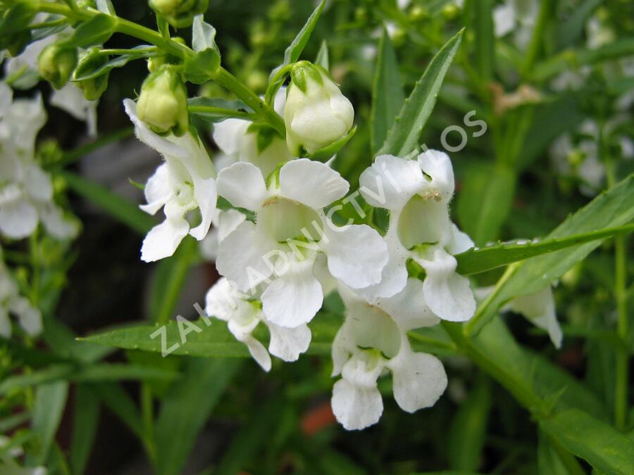 Angelonie 'Adessa Mini White' - Angelonia gardneri 'Adessa Mini White'