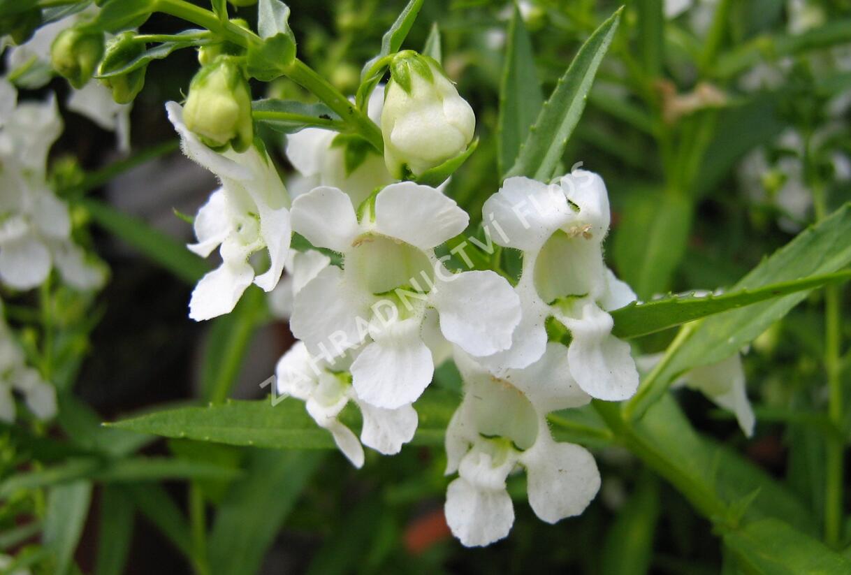Angelonie 'Adessa Mini White' - Angelonia gardneri 'Adessa Mini White'