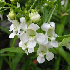 Angelonie 'Adessa Mini White' - Angelonia gardneri 'Adessa Mini White'