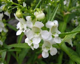 Angelonie 'Adessa Mini White'