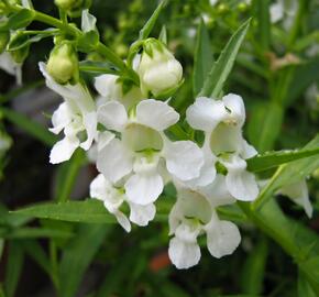 Angelonie 'Adessa Mini White' - Angelonia gardneri 'Adessa Mini White'