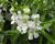 Angelonie 'Adessa Mini White'