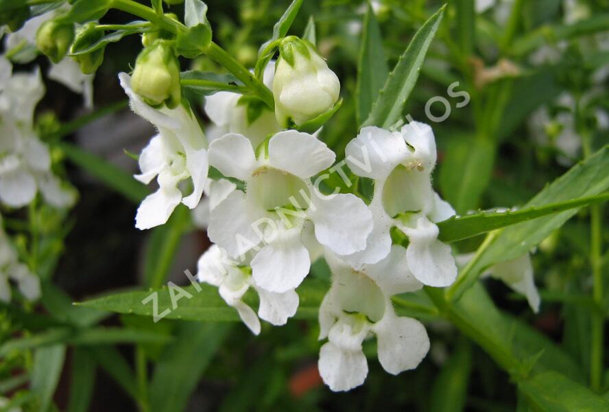 Angelonie 'Adessa Mini White' - Angelonia gardneri 'Adessa Mini White'