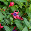 Fuchsie, čílko 'Fuchsita Red Blue' - Fuchsia hybrida 'Fuchsita Red Blue'