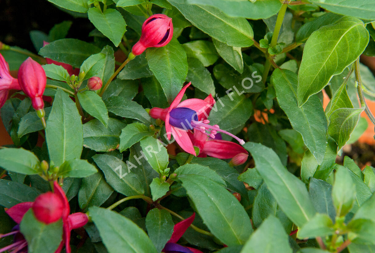 Fuchsie, čílko 'Fuchsita Red Blue' - Fuchsia hybrida 'Fuchsita Red Blue'