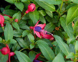 Fuchsie, čílko 'Fuchsita Red Blue'