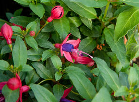 Fuchsie, čílko 'Fuchsita Red Blue' - Fuchsia hybrida 'Fuchsita Red Blue'