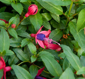 Fuchsie, čílko 'Fuchsita Red Blue' - Fuchsia hybrida 'Fuchsita Red Blue'