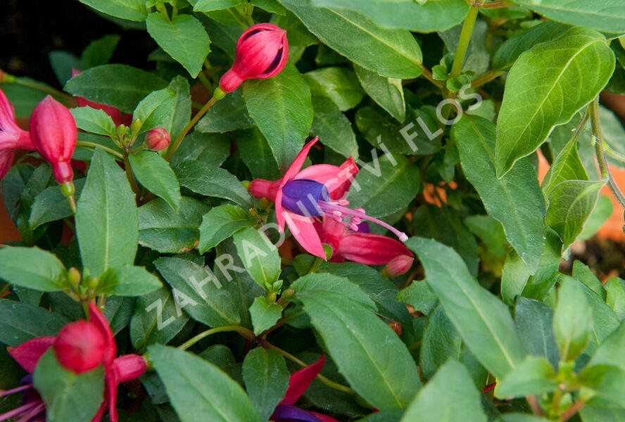 Fuchsie, čílko 'Fuchsita Red Blue' - Fuchsia hybrida 'Fuchsita Red Blue'