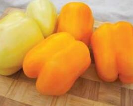 Paprika k rychlení F1 'Tesla'