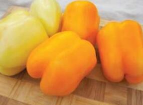 Paprika k rychlení F1 'Tesla' - Capsicum annuum 'Tesla'