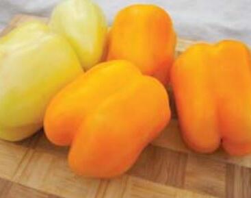 Paprika k rychlení F1 'Tesla'