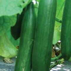 Okurka salátová skleníková 'Saladin F1' - Cucumis sativus 'Saladin F1'