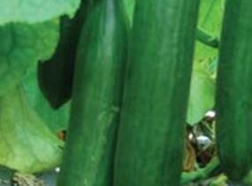 Okurka salátová skleníková 'Saladin' F1 - Cucumis sativus 'Saladin' F1