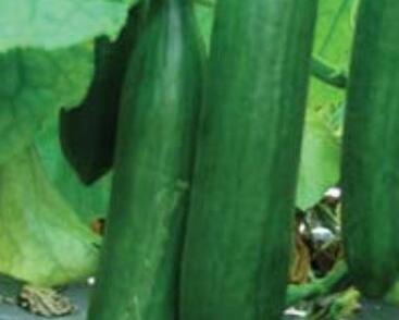 Okurka salátová skleníková 'Saladin' F1