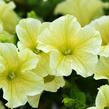 Petúnie 'Victorian Yellow' - Petunia hybrida Surfinia 'Victorian Yellow'