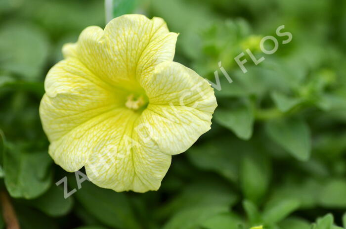 Petúnie 'Victorian Yellow' - Petunia hybrida Surfinia 'Victorian Yellow'