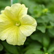 Petúnie 'Victorian Yellow' - Petunia hybrida Surfinia 'Victorian Yellow'