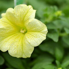 Petúnie 'Victorian Yellow' - Petunia hybrida Surfinia 'Victorian Yellow'
