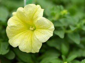 Petúnie, surfínie 'Victorian Yellow' - Petunia hybrida Surfinia 'Victorian Yellow'