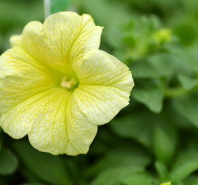 Petúnie 'Victorian Yellow' - Petunia hybrida Surfinia 'Victorian Yellow'