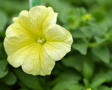 Petúnie, surfínie 'Victorian Yellow'