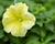 Petúnie, surfínie 'Victorian Yellow'