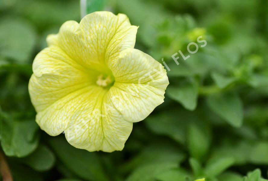 Petúnie, surfínie 'Victorian Yellow' - Petunia hybrida Surfinia 'Victorian Yellow'