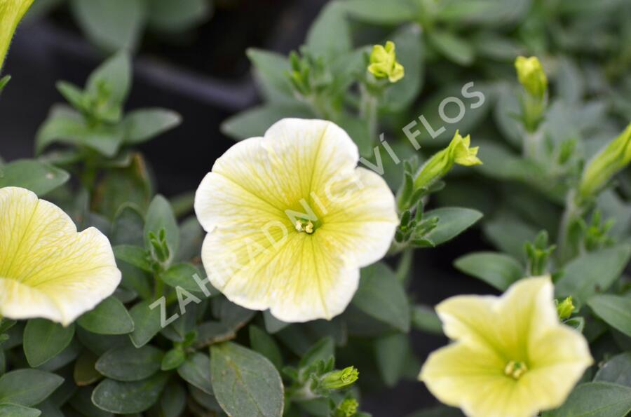 Petúnie 'Victorian Yellow' - Petunia hybrida Surfinia 'Victorian Yellow'