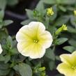 Petúnie 'Victorian Yellow' - Petunia hybrida Surfinia 'Victorian Yellow'