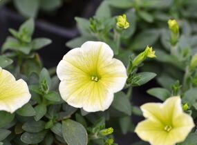 Petúnie, surfínie 'Victorian Yellow' - Petunia hybrida Surfinia 'Victorian Yellow'