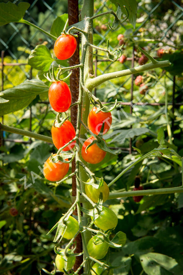 Rajče tyčkové datlové 'Mandat' F1 - Solanum lycopersicum L. 'Mandat' F1