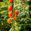 Rajče tyčkové datlové 'Mandat' F1 - Solanum lycopersicum L. 'Mandat' F1