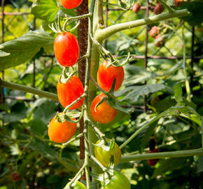 Rajče tyčkové datlové 'Mandat' F1 - Solanum lycopersicum L. 'Mandat' F1