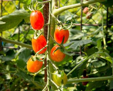 Rajče tyčkové datlové 'Mandat' F1