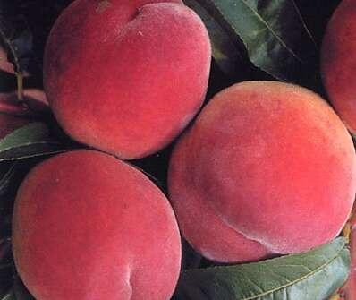 Broskvoň pozdní 'Envoy' - Prunus persica 'Envoy'