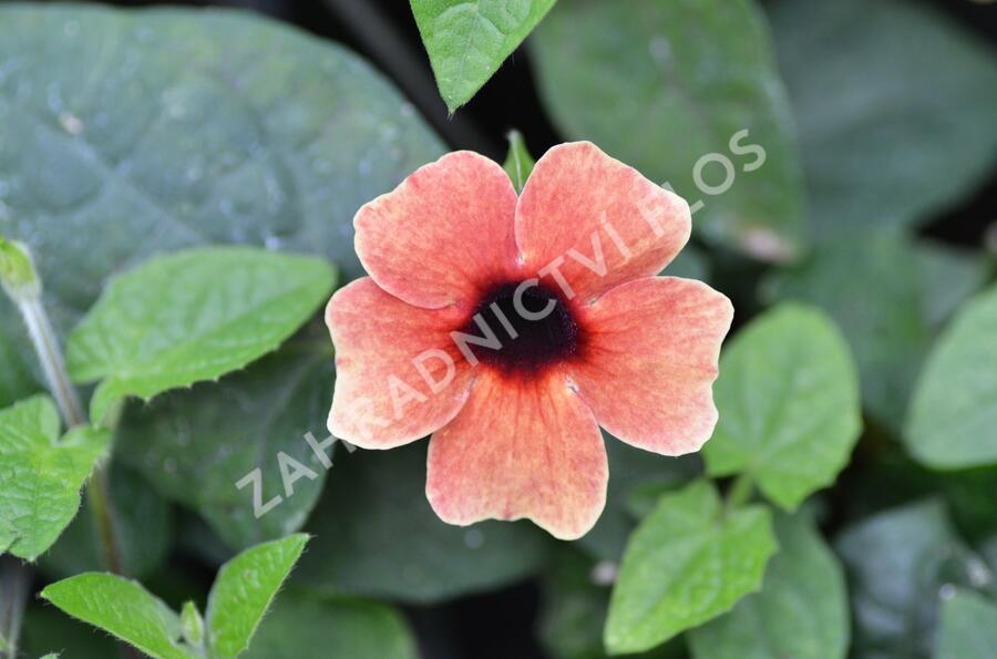 Smatavka, thunbergie křídlatá 'Dark Red' - Thunbergia alata 'Dark Red'