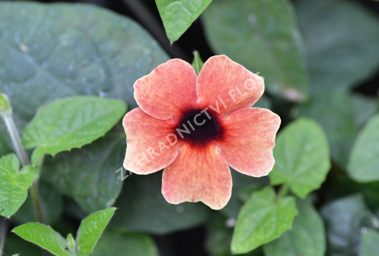 Smatavka, thunbergie křídlatá 'Dark Red' - Thunbergia alata 'Dark Red'