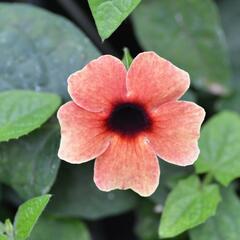 Smatavka, thunbergie křídlatá 'Dark Red' - Thunbergia alata 'Dark Red'