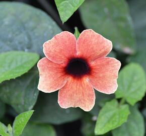 Smatavka, thunbergie křídlatá 'Dark Red' - Thunbergia alata 'Dark Red'