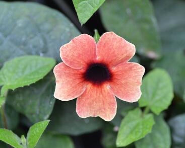 Smatavka, thunbergie křídlatá 'Dark Red'