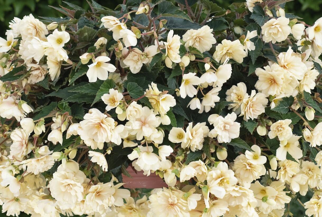 Begónie hlíznatá 'Belina Creme' - Begonia tuberhybrida 'Belina Creme'
