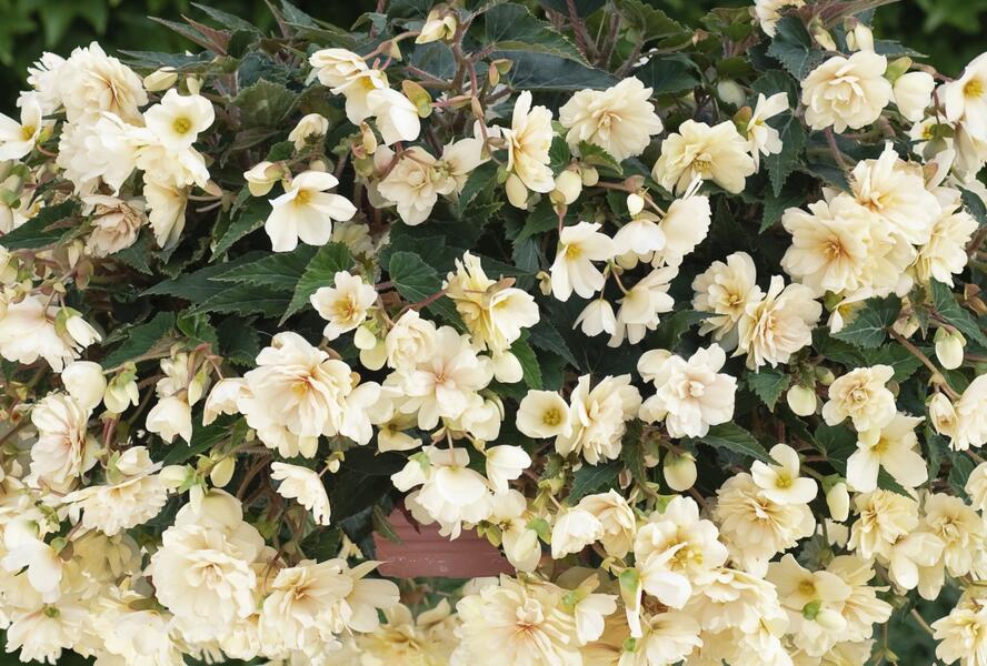 Begónie hlíznatá 'Belina Creme' - Begonia tuberhybrida 'Belina Creme'